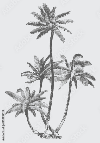 Hand drawn of palm tree vector illustrations