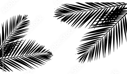 🏷 SEO Title 1
Realistic Tropical Palm Leaf Shadow Overlay on White Background Vector Mockup