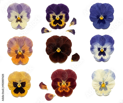 Dried flowers without background. Collection of realistic vector colorful pansy flowers and scattered petals, isolated, sticker collection, scrapbooking.