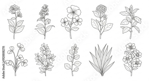 Detailed line drawings of various flowers and plants botanical illustrations on white background