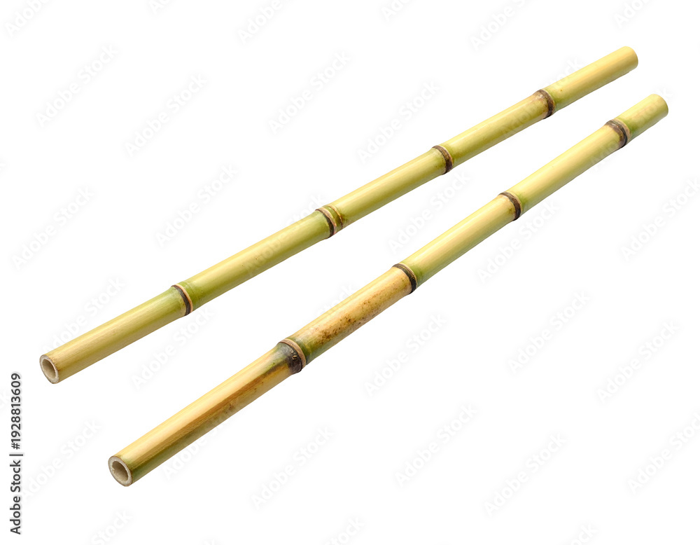 Fototapeta premium Two long, hollow, segmented plant stalks on a black background