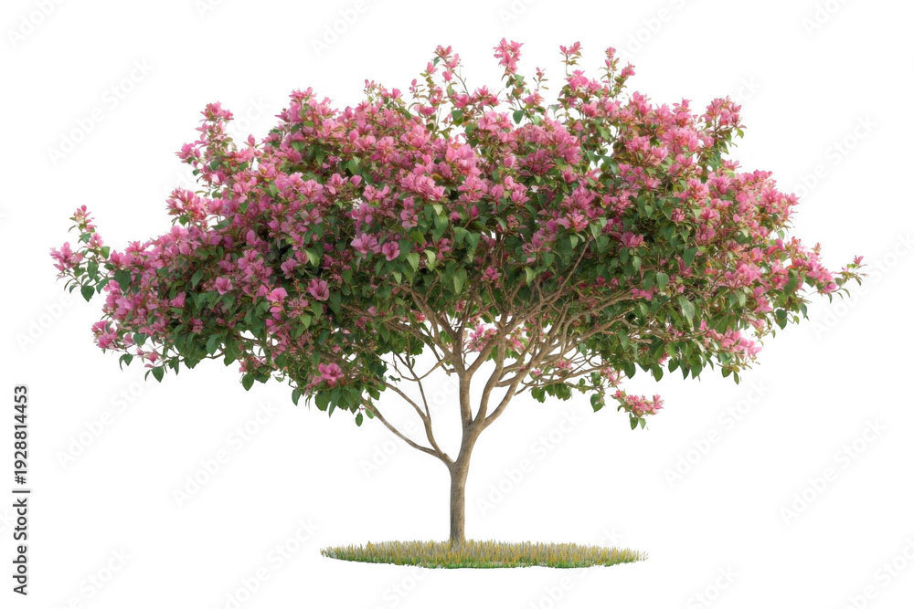 Obraz premium Pink Flowering Tree Isolated on White Background for Design