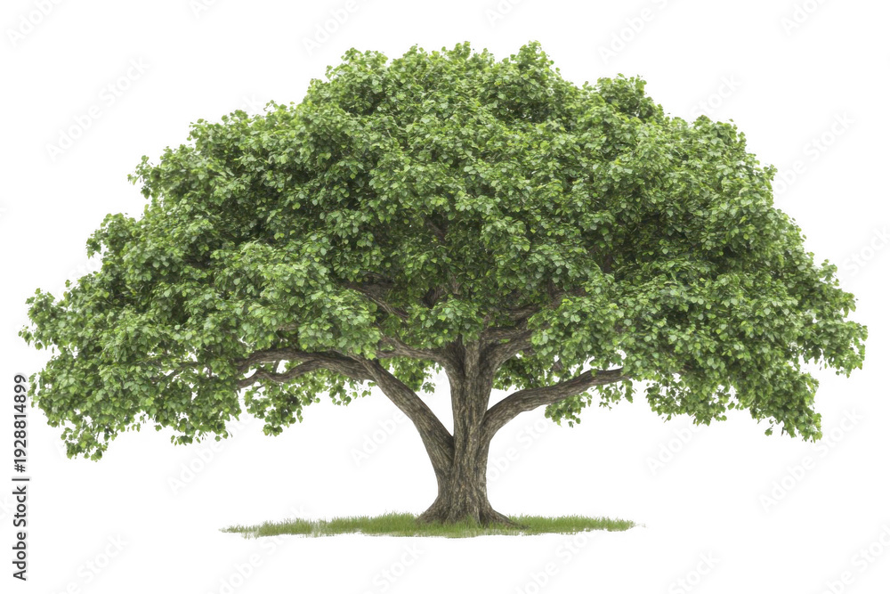 Obraz premium Realistic 3D Rendered Tree Against White Background