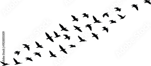 Silhouette of Migrating Bird Flock in Diagonal Flight Formation Depicting Motion, Unity, and Natural Patterns for Artistic and Educational Use