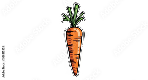 Single Orange Carrot with Green Stems Isolated on White Background.