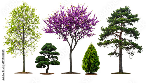 Diverse Botanical Collection Featuring Flowering Pink Judas Trees, Tall Green Pines, Weeping Willow, and Decorative Japanese Bonsai Isolated on a Pure White Background