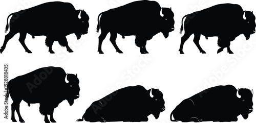 Bison silhouettes showing standing to lying down sequence, animal movement illustration, wildlife behavior vector artwork design collection