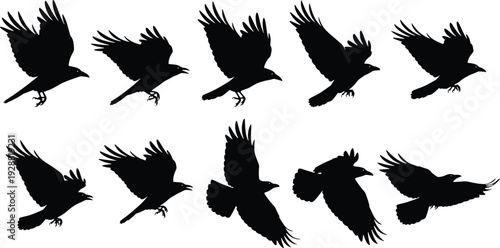 Bird flight silhouettes in dynamic wing positions, detailed vector illustration design for wildlife artwork, ornithology studies and animation projects