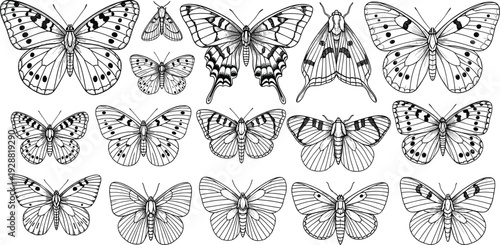 Butterfly and moth silhouettes, detailed wing patterns, Lepidoptera vector illustration, entomology design, insect art, nature clipart, decorative wildlife graphics