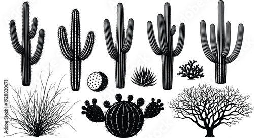 Desert plants silhouettes, cactus agave shrubs, arid landscape vector illustration, botanical design art, nature clipart, ecology graphics, dry climate flora