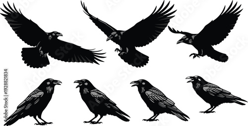 Raven silhouettes, flying and perched bird poses, black crow vector illustration, mythological symbol design, forest wildlife art, ornithology clipart