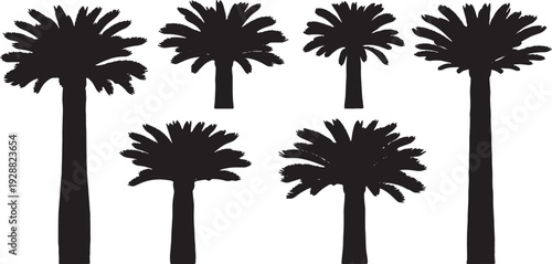 Black Solid Ancient Cycad Tree Silhouettes Set of Six on White Background