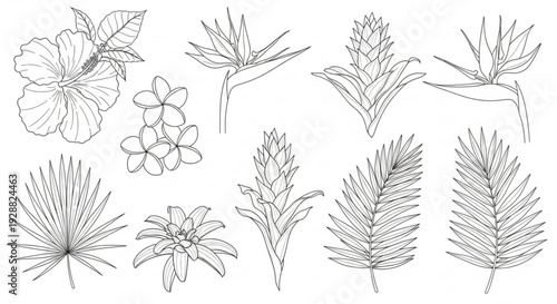 Detailed line drawings of various tropical leaves and flowers on white background for design