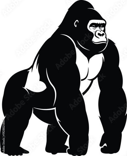 Strong gorilla standing upright with muscular arms, bold black and white wildlife illustration, primate character design vector artwork collection