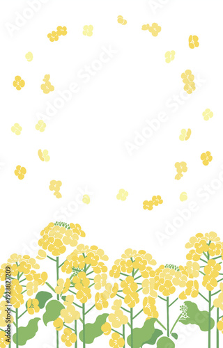 Textile Style Nanohana (Canola Flower) Vector Template (No Text) | Spring Floral Background Illustration