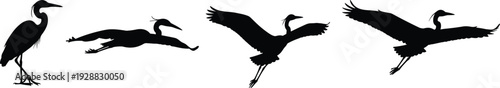 Heron crane silhouettes vector illustration, four flight stages, dynamic wildlife artwork, black bird design, nature inspired graphic