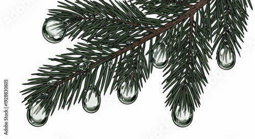 Pine Branch with Dew Drops Close Up.