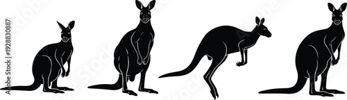 Kangaroo vector illustration, black silhouettes of Australian wildlife animals in sitting, standing, and jumping poses, outdoor nature design art