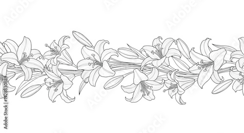 Beautiful black and white line art border design featuring a continuous row of elegant lily flowers and buds on white.