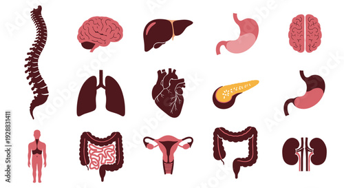 Collection of human internal organ icons including brain heart liver lungs stomach and spine on a clean white background.