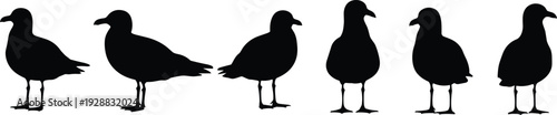 Six bird silhouettes resembling seagulls standing in a row, varied postures and wing positions, wildlife illustration for design and decoration