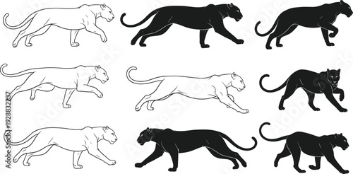 Panther walking and running motion sequence, black silhouette and white outline vector illustration, animal biomechanics, wildlife art, predator movement, animation reference design