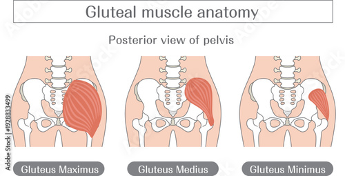 Gluteal muscles anatomy illustration labeled, gluteus maximus medius and minimus medical diagram