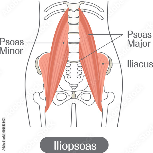 Iliopsoas muscle anatomy illustration labeled, psoas major minor and iliacus muscles medical diagram