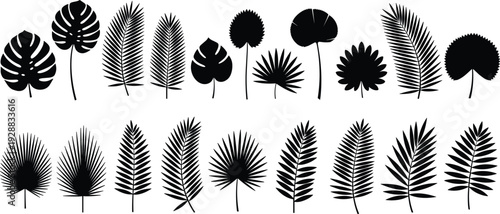 Tropical leaf silhouette collection, palm frond set, cad drawing flat vector illustration, monstera foliage, exotic jungle botanical plant icons, nature.