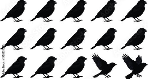Set of black crow silhouettes in various poses including standing and flying, representing wildlife, urban birds and nature symbolism isolated for design, illustration and graphic use