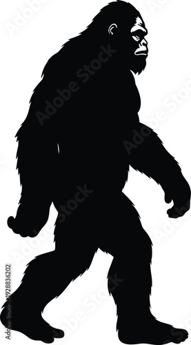 Vector illustration of Bigfoot silhouette, black cryptid artwork featuring ape-like creature walking with long arms, muscular build, and mysterious folklore design