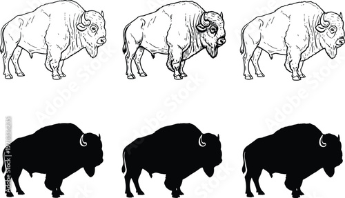 Vector illustration of bison artwork set, black and white wildlife design featuring detailed line drawings and bold silhouette animal comparisons