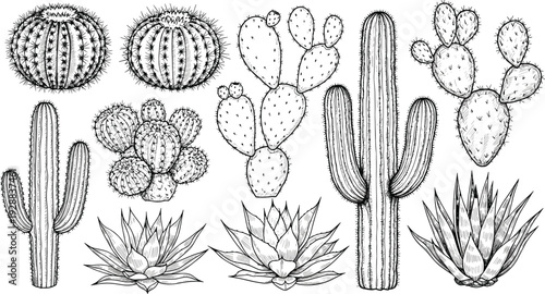 Vector illustration of stylized cactus and succulent silhouettes symbolizing desert flora, nature, culture, tradition, and education