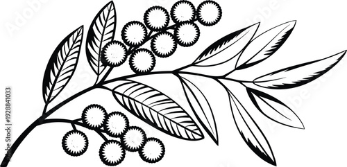 Botanical branch silhouette vector illustration, decorative plant design with leaves, spiky flowers, and symmetrical natural motifs