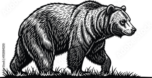 Black and white grizzly bear illustration walking through grass, detailed wild animal portrait, brown bear silhouette isolated on white background.