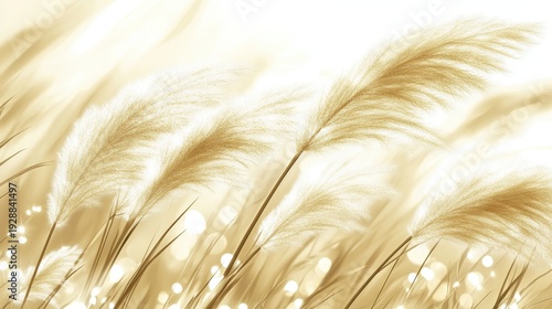Delicate coastal dune grasses swaying gently in warm soft sunlight with blurred bokeh background