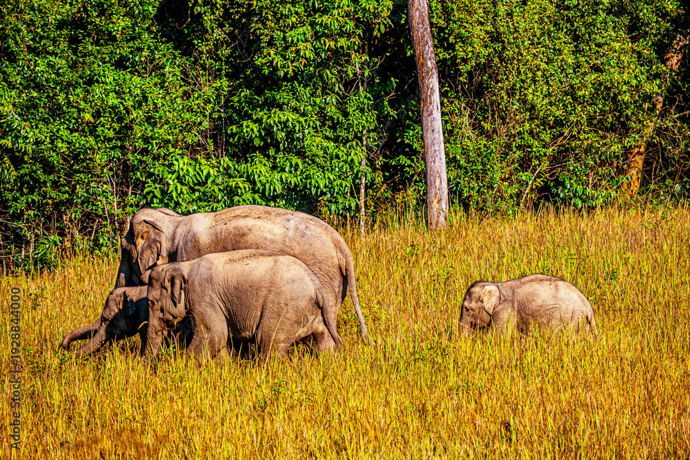 Fototapeta premium Asian Elephant Family Grazing in National Park