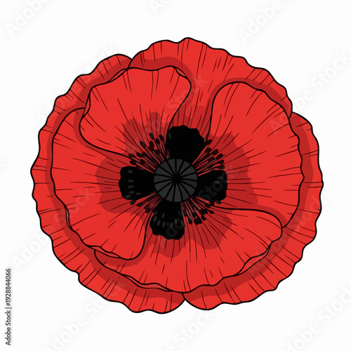 Vibrant Red Poppy Flower Close Up Portrait.