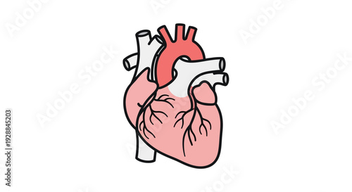 Detailed vector illustration of the human heart, a vital organ symbolizing life, health, and the circulatory system in medical science and anatomy