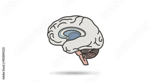 Medical illustration of the human brain, depicting its anatomical structure and internal components in a clear and informative style