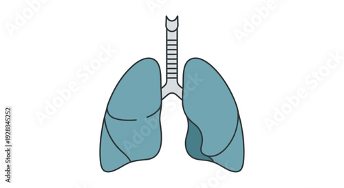 Anatomy graphic of healthy human lungs and trachea, representing the vital respiratory system for health and biological understanding