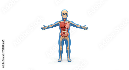 Anatomical model of the human body showcasing internal organs and skeletal structure on a white background, ideal for medical and educational contexts