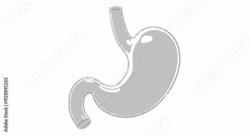 Simplified anatomical illustration of the human stomach, a crucial digestive system organ for food processing and nutrient absorption