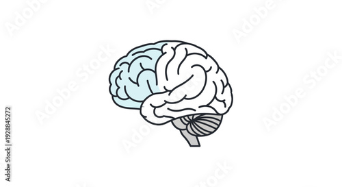 Illustration of the human brain showing distinct areas highlighted in light blue against a plain white background, conceptualizing brain function and study