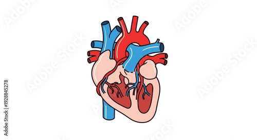 Anatomical illustration of a human heart with arteries and veins, depicting the circulatory system's core organ, isolated on a white background