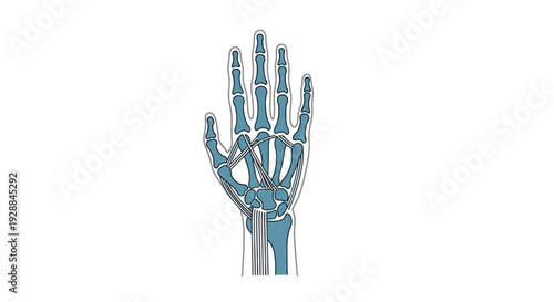 Detailed Anatomical Illustration of the Human Hand's Skeletal Structure with Highlighted Bones and Joints for Medical Education