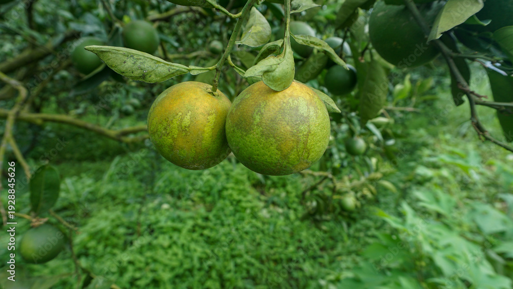 Fototapeta premium Fresh green oranges ripening on a citrus tree branch in an organic orchard