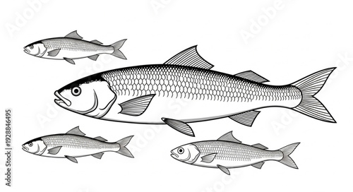 Illustration of a large fish swimming with smaller fish.