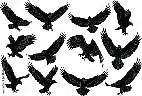 Eagle silhouette collection, flying bird of prey, hawk set, cad drawing flat vector illustration, bald eagle wingspan, predator hunting, wildlife.