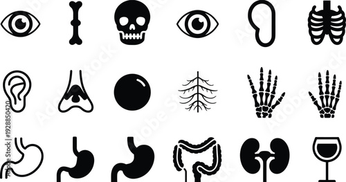 Human anatomy icons, 